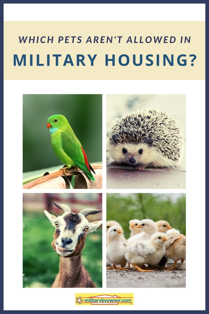 Which Pets Aren't Allowed in Military Housing?